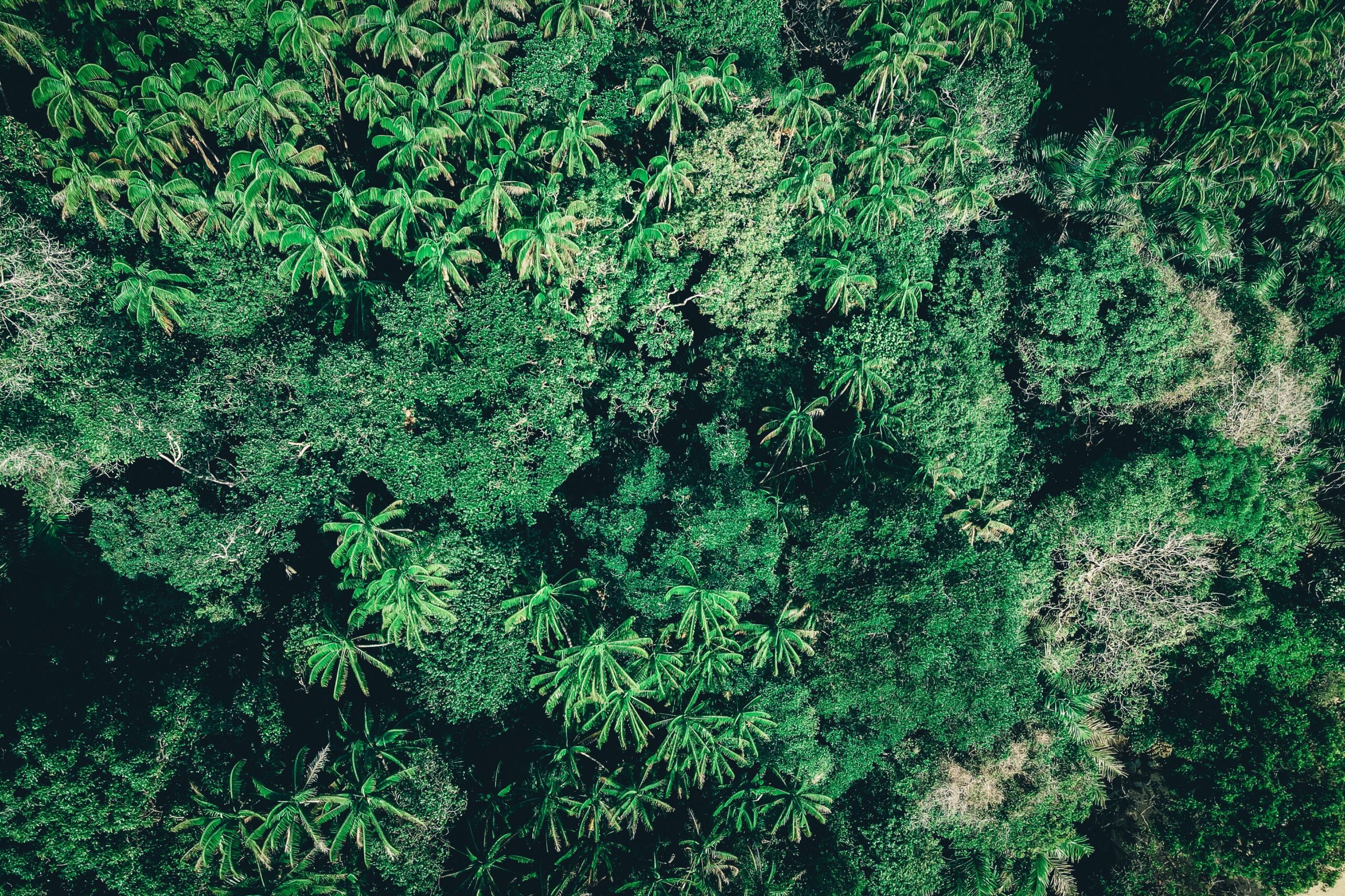 Canopée dense de la forêt tropicale malaisienne vue d'en haut, montrant la richesse de la végétation de Bornéo