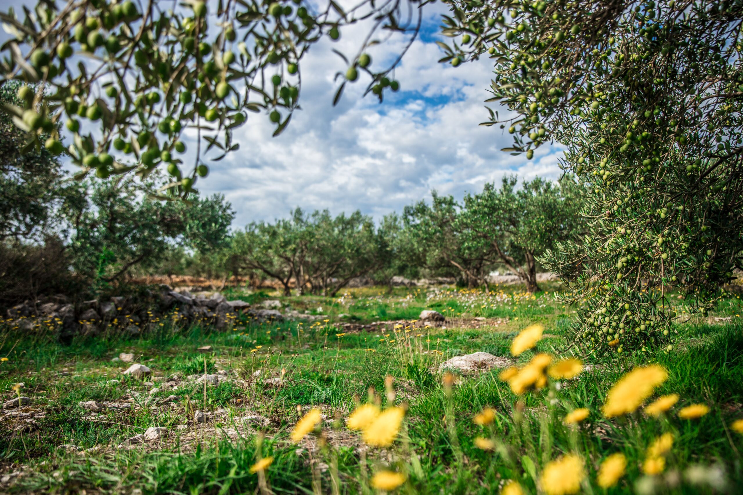 Lush olive grove under a blue sky with yellow wildflowers in the foreground in spring