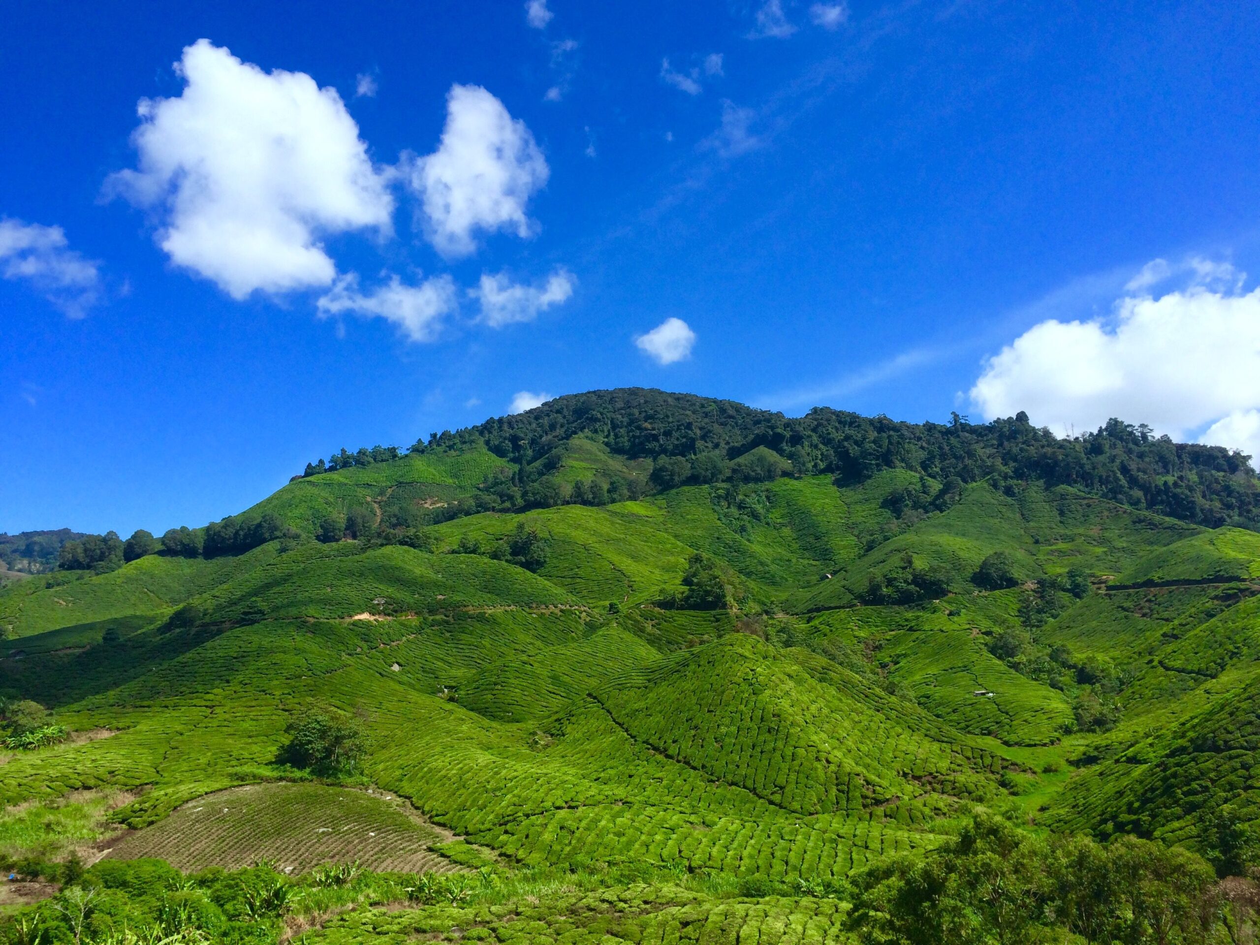 Plantations de thé verdoyantes s'étendant sur les collines des Cameron Highlands en Malaisie